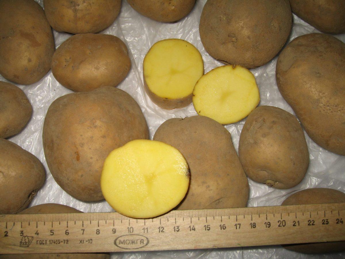 Kartofel'-optom-kartofel'-optom-v-Minske-1